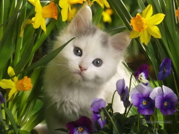 De Photos réalistes œuvres - Kitten Fleurs de printemps à partir de Photos à Art